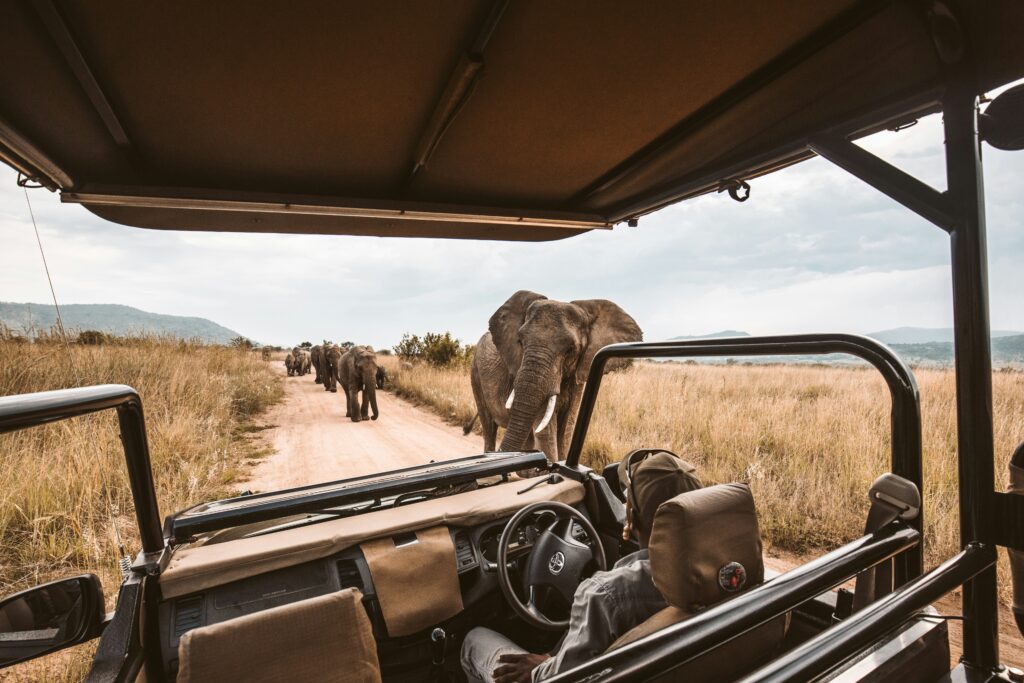 Luxury Safari Tours in South Africa